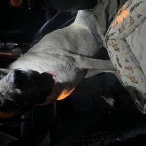 Found Dog Unlnown