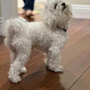 Lost Dog Benji