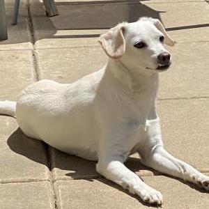Lost Dog Henry