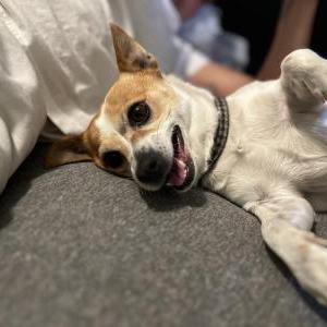 Lost Dog Princess