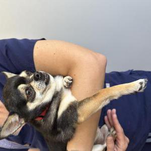 Found Dog Unknown