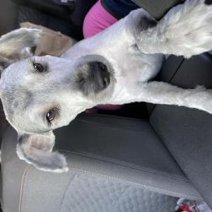 Lost Dog Pluto