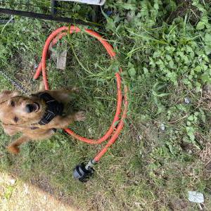 Found Dog Unknown