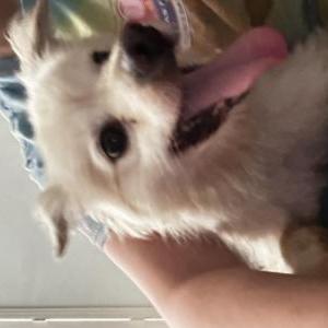 Found Dog Unknown