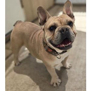 Lost Dog Chaco