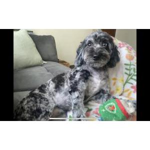 Lost Dog Dew