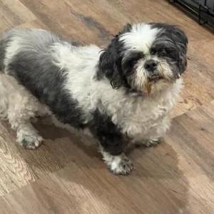 Lost Dog Charlie
