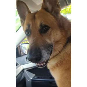 Lost Dog Zeus