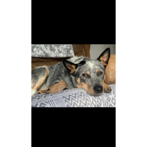 Lost Dog Mavis
