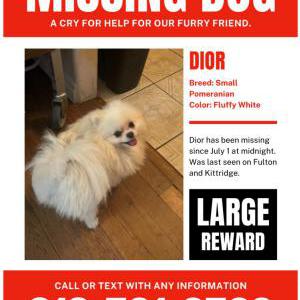 Lost Dog Dior