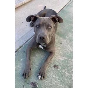Lost Dog Molly
