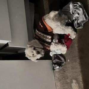 Lost Dog Buster