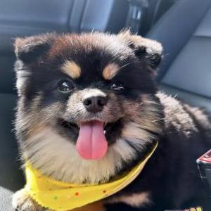 Lost Dog Onyx