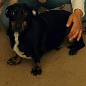 Lost Dog Ace