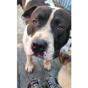 Lost Dog BROLI