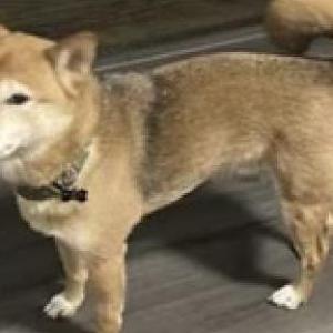 Lost Dog Jaxson