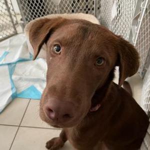 Found Dog unknown