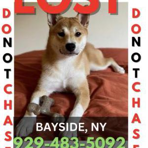 Lost Dog Hiro