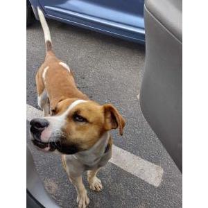 Lost Dog Max