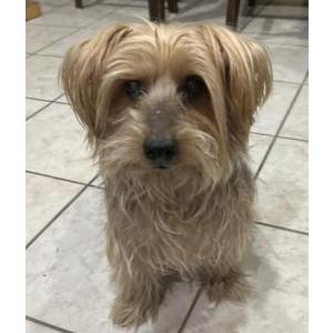 Lost Dog Benji