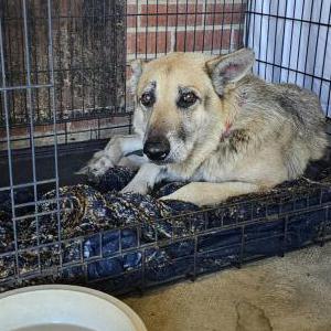 Found Dog Unknown