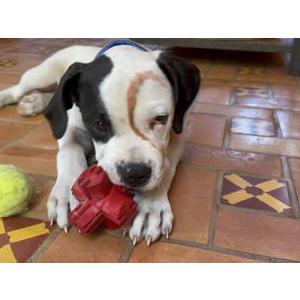 Found Dog unknown