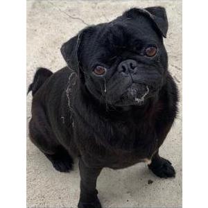 Lost Dog Pancake