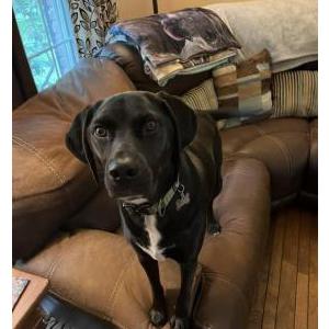 Lost Dog Oscar