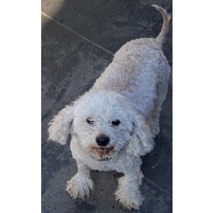 Lost Dog Princess