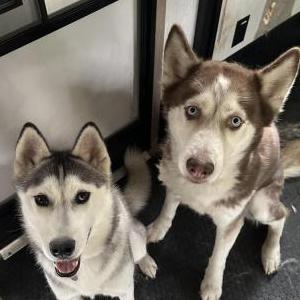 Lost Dog Zeus and Luna