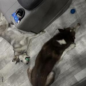 2nd Image of Zeus and Luna, Lost Dog