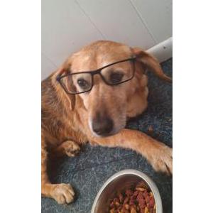 Lost Dog Roxie
