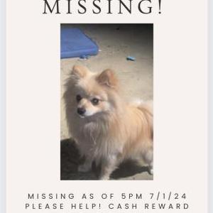Lost Dog Chiquito