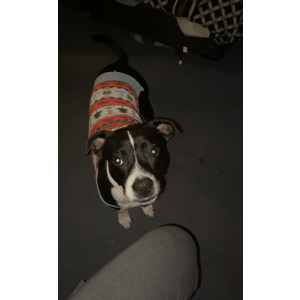 Lost Dog Lucky