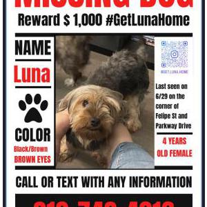 Lost Dog Luna