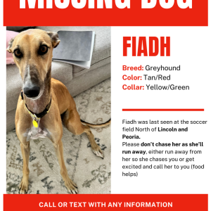 Lost Dog Fiadh/Brat