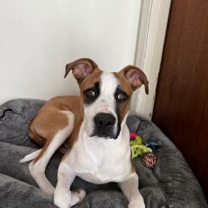 Lost Dog Sal