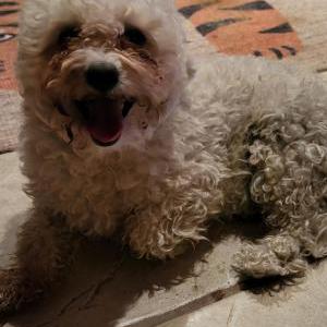 Found Dog Unknown