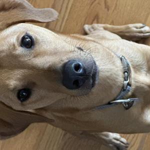 2nd Image of Obi, Lost Dog