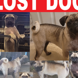 Lost Dog Minnie