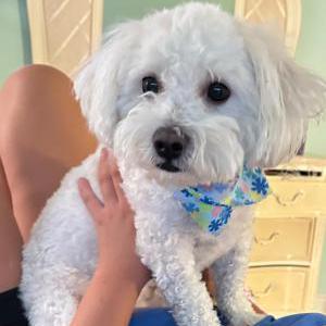 Lost Dog Lucky
