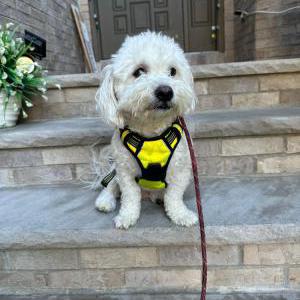 2nd Image of Lucky, Lost Dog