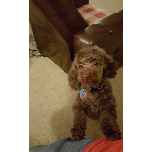 Lost Dog Hershey