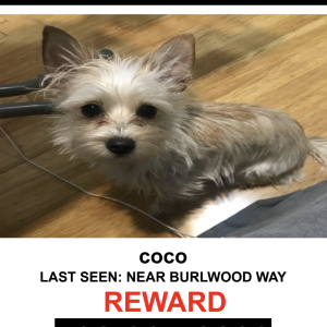 Lost Dog Coco