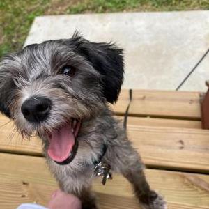 Lost Dog Petey
