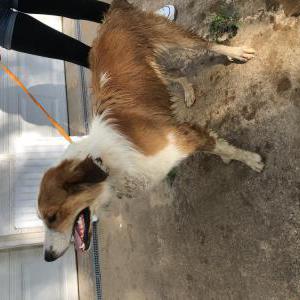 Found Dog Unknown