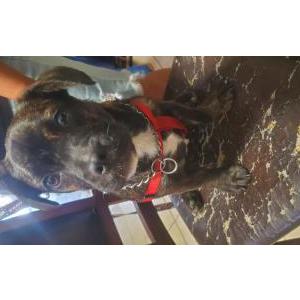 Found Dog unknown