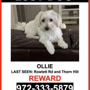 Lost Dog Ollie