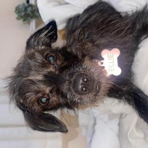 Lost Dog Ellie