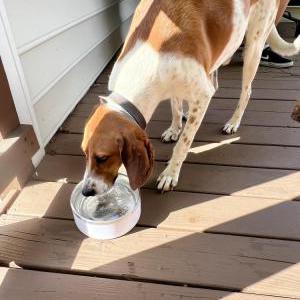 Found Dog Unknown